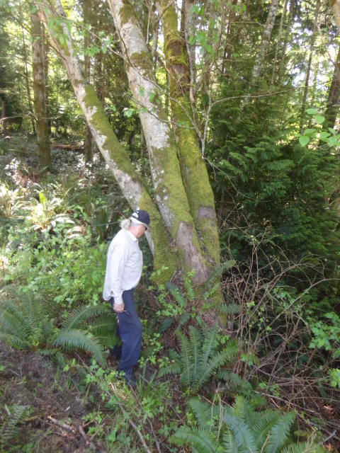 red alder photo