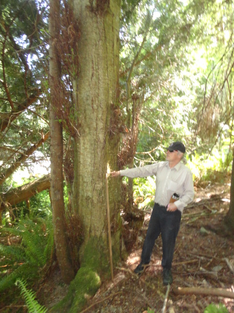 alder photo