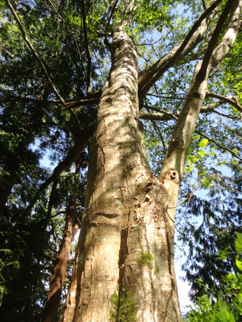 red alder photo