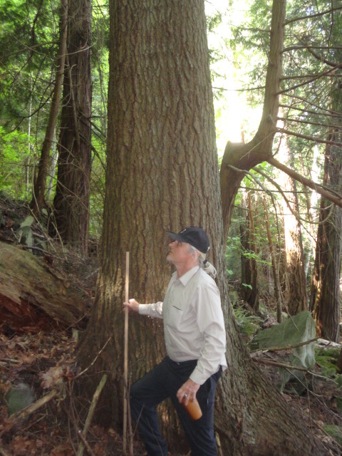 grand fir photo