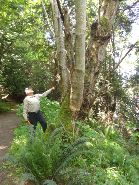 red alder photo