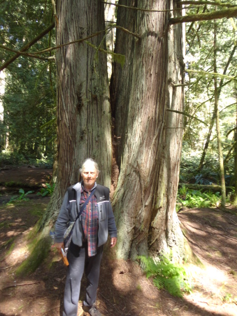 red cedar photo