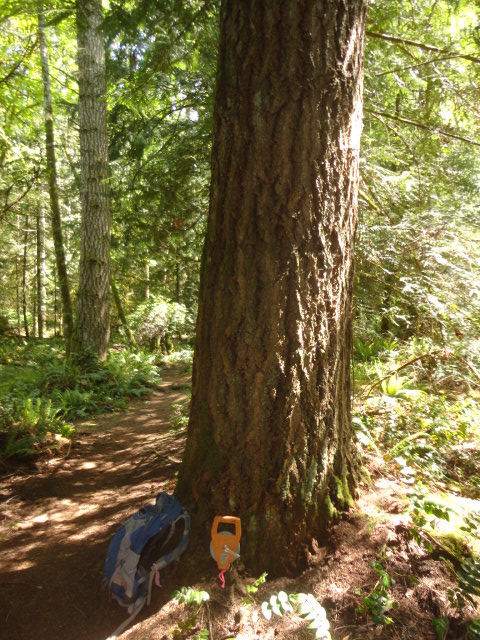 grand fir pjoto28