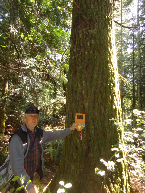 grand fir photo29