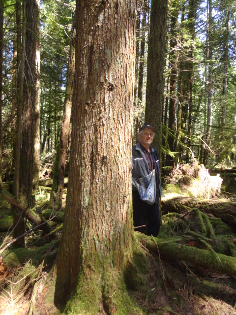 hemlock photo