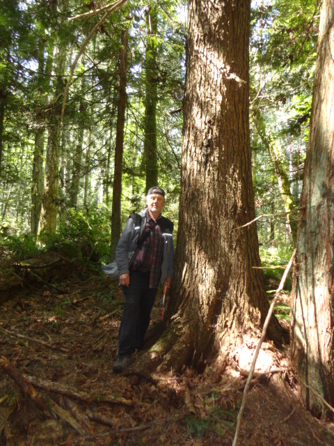 hemlock photo