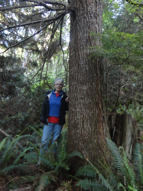 hemlock photo