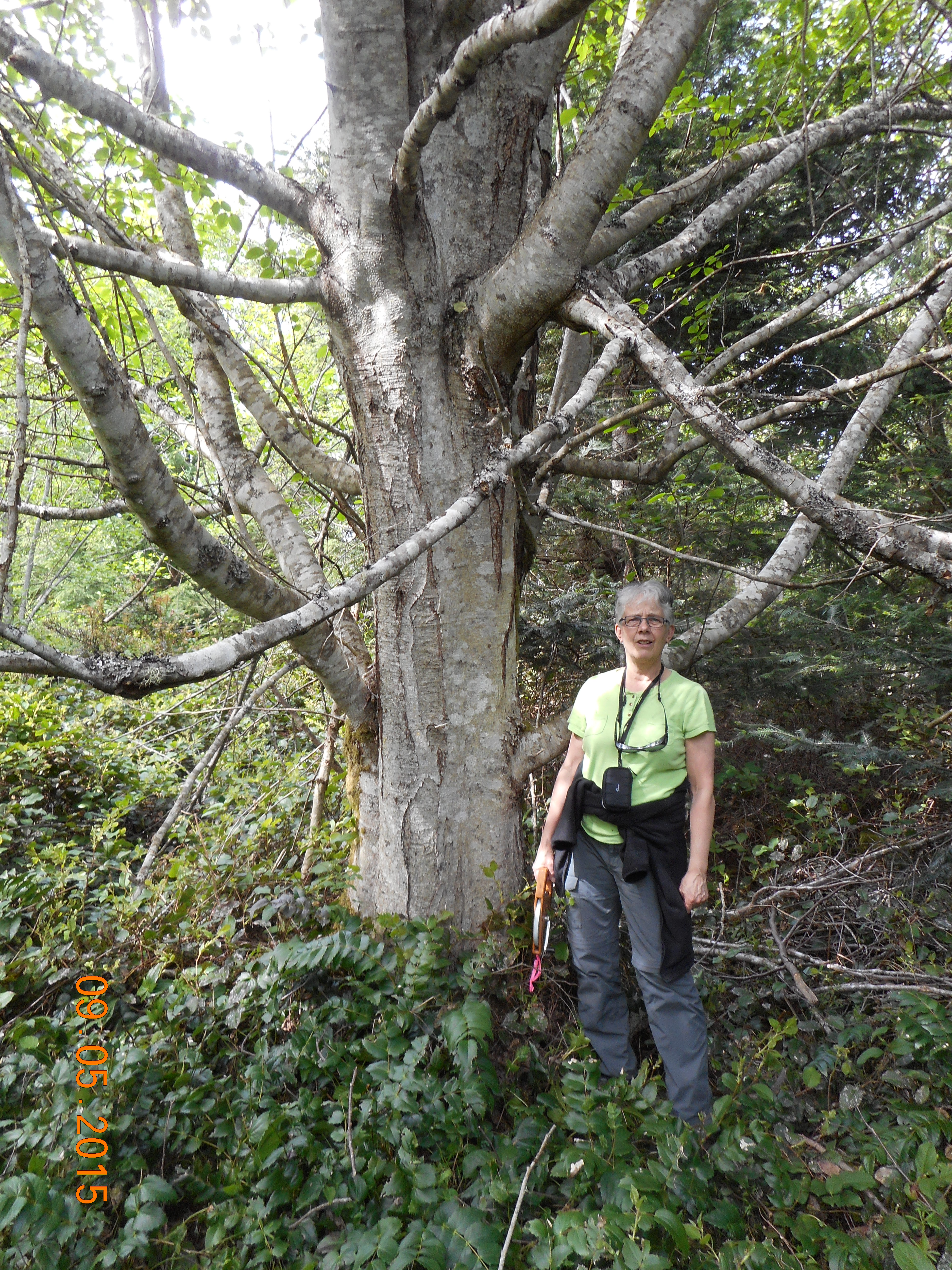 red alder photo