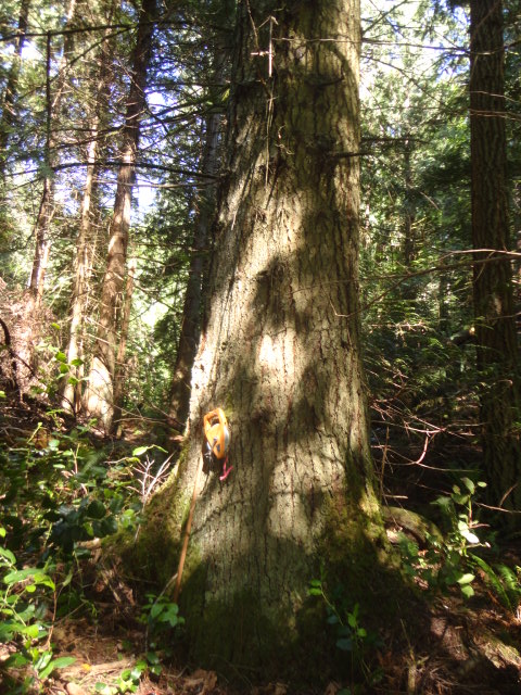 grandfir photo