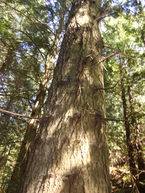 grandfor photo2