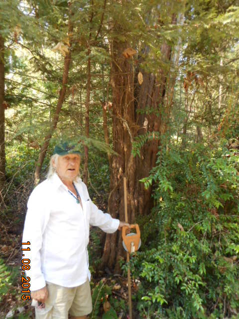 western yew photo