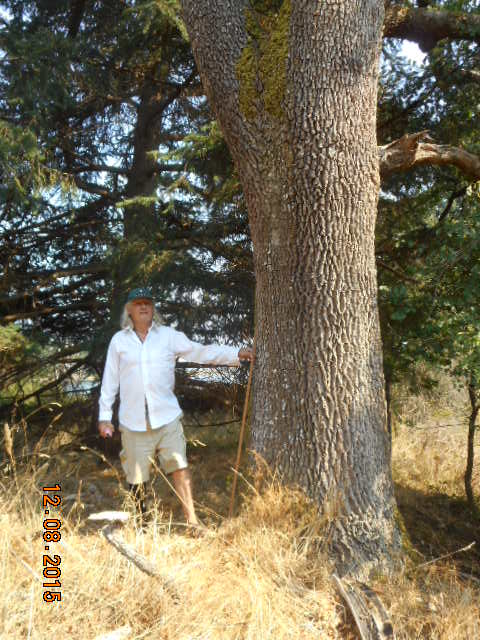 garry oak photo