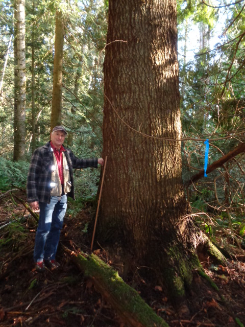 grand fir photo2