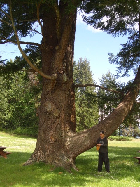 Douglas-fir photo