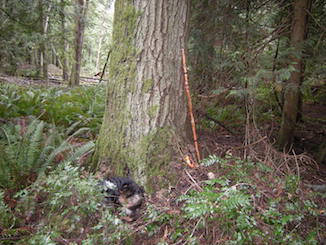 grand fir photo