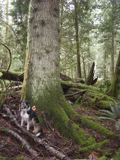 grand fir photo