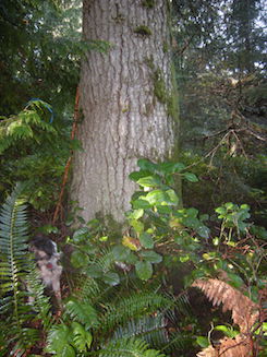 grand fir photo